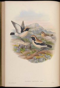 Saxicola montana = Oenanthe deserti